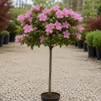 Azalka japonská (Azalea japonica) ´BLAAUW´ S PINK´ - výška 60-70 cm, kont. C2L - NA KMIENKU